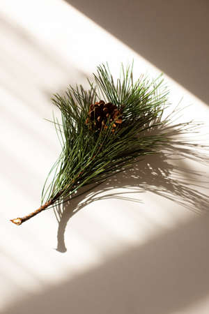new year, winter concept, spruce branch with a pine cone in the rays of the sun on a white background.の写真素材