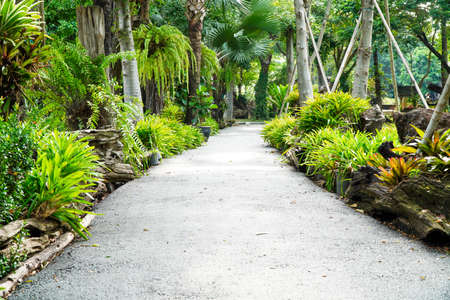Along the walkway, there are many kinds of treesの写真素材