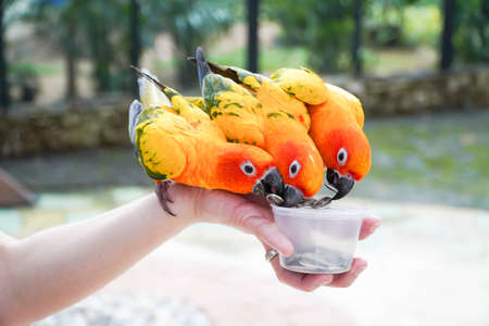 Sun conure eats food on hand.Feeding sun conure birds in Thailand.の写真素材