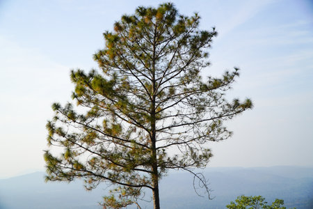 Pine tree on the mountain at Doi Pha Tang, Chiang Rai, Thailandの写真素材