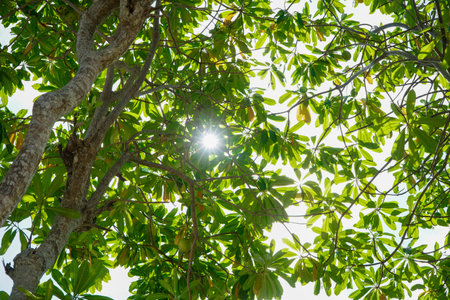 Green leaves with sunlight in the morning, nature background.の写真素材