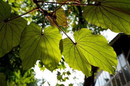 Close up of green leaves with sunlight in the morning. Natural background.
