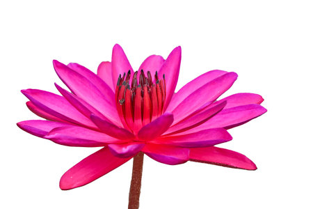 Red lotus flowers bloom Beautiful, isolated on a white backgroundの写真素材