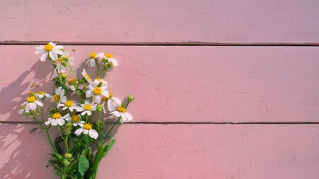 flowers on a pink wooden deskの写真素材