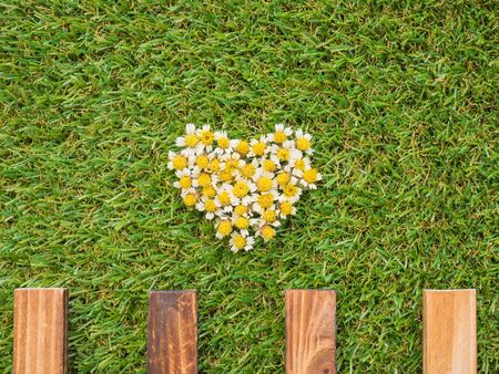 Heart made from Mexican daisy flowers with garden fence on green grass backgroundの写真素材