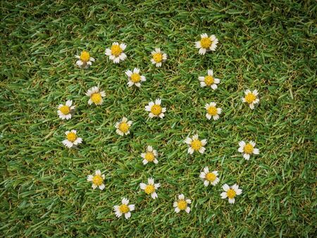 flowers on green grass for background ,vignette styleの写真素材