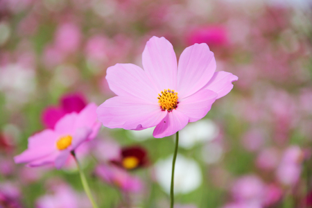 flower background, slightly defocused Pink Cosmos.の写真素材