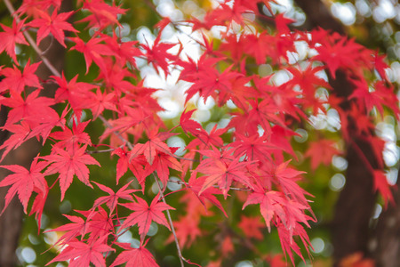 autumnal background, slightly defocused red marple leavesの写真素材