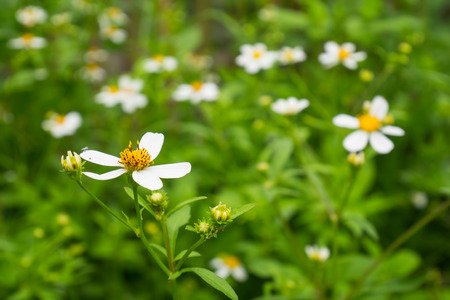 Bidens Pilosa flowersの写真素材