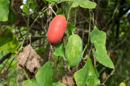 Ivy Gourd Coccinia grandis L. Voigtの写真素材