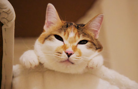 Curious calico cat looking at the camera