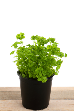 green parsley in a pot with white backgroundの写真素材