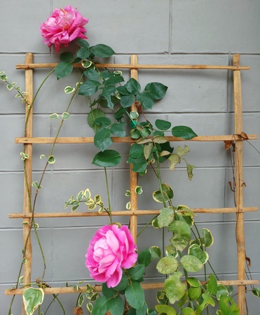roses on wooden frameの写真素材
