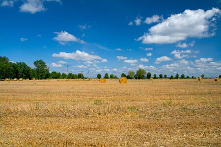 Harvested fields with round bales of straw, blue sky in the background.の写真素材