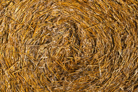 Round bale of straw on a fieldの写真素材