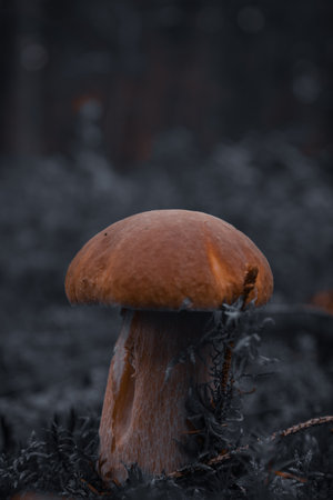 Close-up of mushroom surrounded by moss, with a dark moody color palette.の写真素材