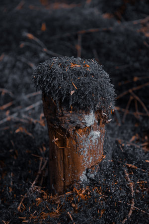 Artistic moody photograph of a small tree stump in the forest.