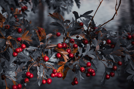 A natural moody scene with a branch full of red berries above the river â perfect fall atmosphere.の写真素材