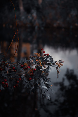 Dark moody tones capture red berries on a branch hanging over a calm river â artistic nature shot.の写真素材