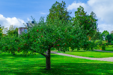 Autumn orchard with an apple tree near a cozy home, full of ripe fruit and warm tones.の写真素材