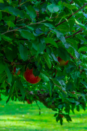 Fresh apples hanging from tree branches in an orchard, bathed in warm natural light.の写真素材