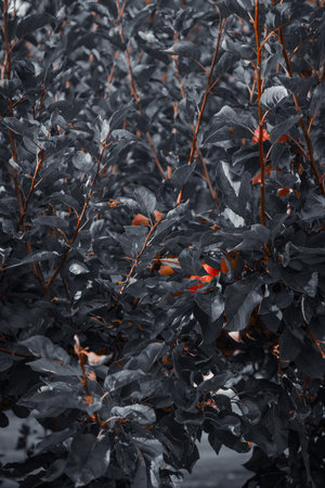 Artistic moody closeup of apples on branches, shot in soft natural light.の写真素材