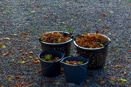 Two baskets with fallen leaves and buckets with apples â symbol of fall harvest.の写真素材