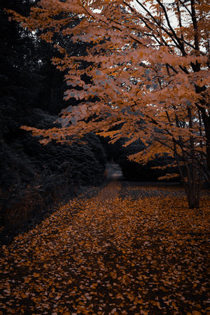 Artistic moody scene of bright orange autumn trees in a quiet park.の写真素材