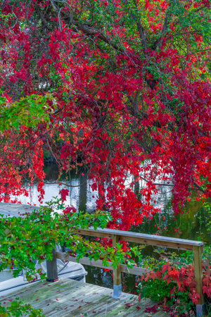 A colorful autumn scene with a small bridge and a boat on a calm river, surrounded by golden trees.の写真素材