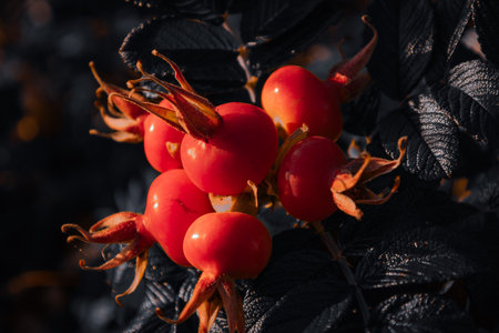 Close-up of red berries and small leaves captured in dark moody tones. Perfect for autumn and nature backgrounds.の写真素材