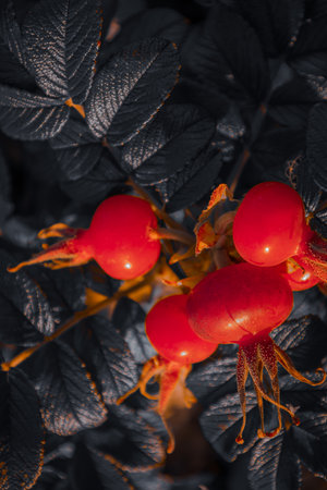 Artistic macro capture of red berries and soft light, creating a moody nature aesthetic.の写真素材