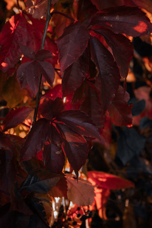 Close-up of deep orange autumn leaves captured in moody natural light. Atmospheric fall texture background.の写真素材