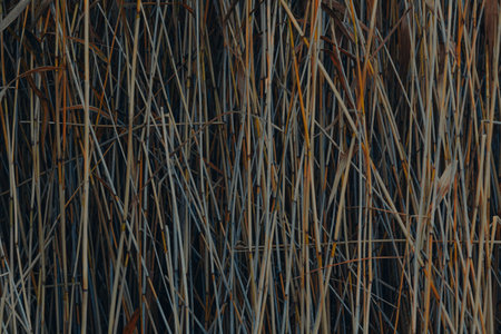 Natural view of tall reeds by a calm lake on a bright day. Minimalist and peaceful nature background.の写真素材