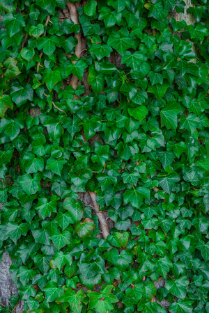 A lush green plant wrapping around a tall tree trunk, showing natureâs growth and beauty.の写真素材