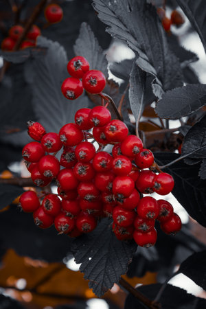 Artistic close-up of red berries in natural moody light. Perfect for seasonal and background use.の写真素材