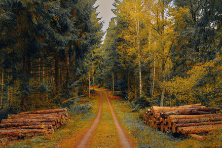 Autumn forest road with cut trees stacked on both sides. Logging industry concept.の写真素材