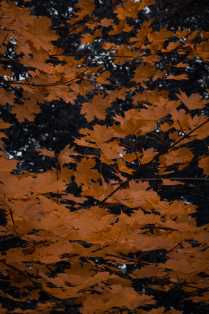 Detailed macro shot of yellow and orange leaves in a moody autumn light.の写真素材