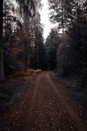 Atmospheric autumn forest road surrounded by colorful orange and yellow leaves. Peaceful and moody fall landscape.の写真素材