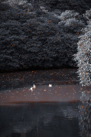 Ducks swimming in a calm autumn lake surrounded by trees with warm moody colors.の写真素材