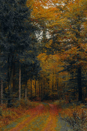A bright autumn day in the forest with a winding dirt road lined by colorful yellow, green, and orange trees. A picturesque view that highlights the vivid beauty of fall nature.の写真素材