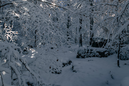 A winter woodland scene with snow-covered rocks and branches, creating a natural and atmospheric forest landscape.の写真素材