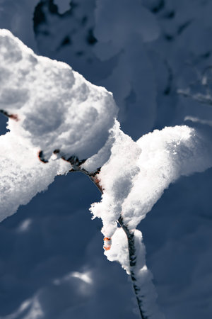 A delicate thin branch holds a surprisingly large layer of fresh snow. A crisp, minimalistic winter macro scene highlighting natureâs fragile beauty.の写真素材