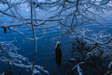 Snow-laden branches extend over the calm surface of a winter lake. A delicate, serene contrast between white snow and dark water.の写真素材
