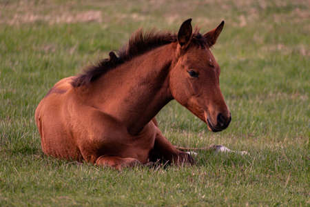 a lying brown horse in the grassの写真素材