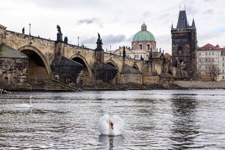 White swan on the river Vltava in Pragueの写真素材