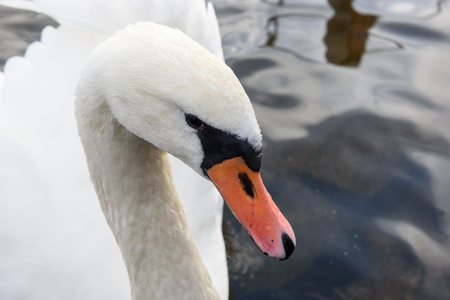 white swan closeup swimming on the lakeの写真素材