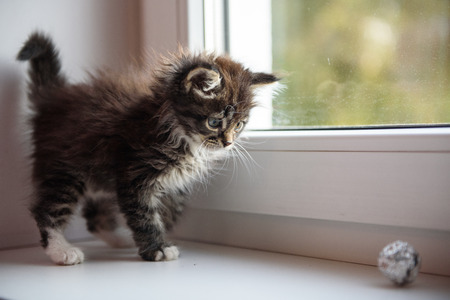 shaggy kitten playing on the windowsill in the morningの写真素材