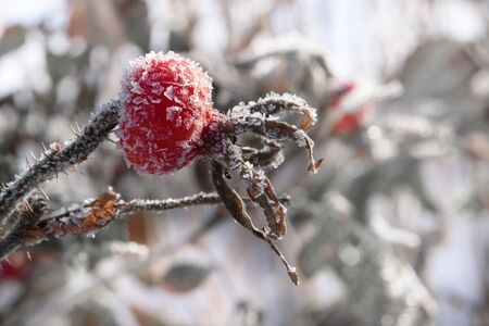hoarfrost in the early morning, on plantsの写真素材