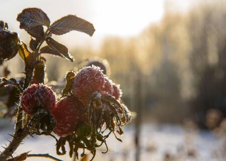 hoarfrost in the early morning, on plantsの写真素材