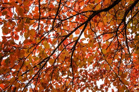 Red autumn leaves of an aspen, background, texture